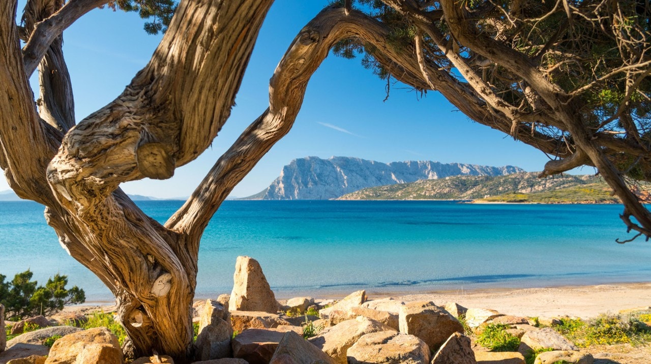 An ancient juniper tree frames the beach of Punta Capo Coda Cavallo - San Teodoro with the island of Tavolara in the background